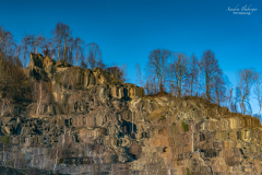 Der Wald im See