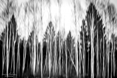 Ghost Forest
