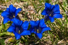 Blau blüht der Enzian