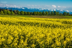 Rapsfeld mit Blick auf den Karwendel