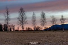 Morgendämmerug im Kocheler Moor