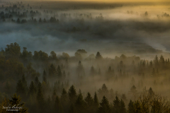 Nebel in den Auen