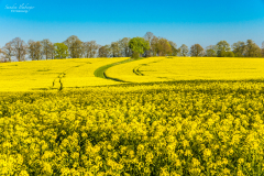 Rapsblüte