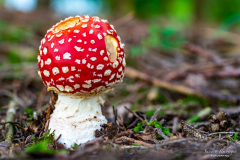 Fliegenpilz
