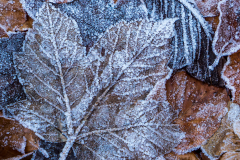 Frozen