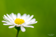 Green Daisy