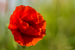 Klatschmohn