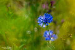 Kornblume