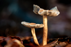 Pilze_Okt2024-402228-web