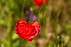 Poppy Flowers
