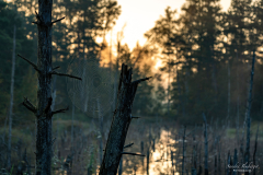 Sonnenaufgang im Filz
