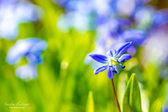 Spring Time