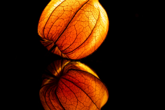 Leuchtende Physalis