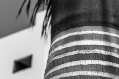 Palmtree-I