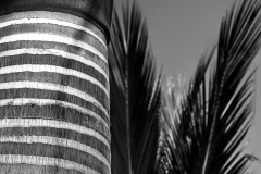 Palmtree-II