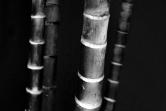 Palmtree-III
