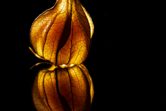 Physalis Lights