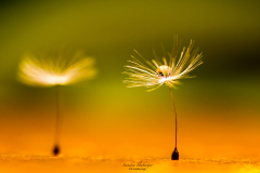Pusteblume