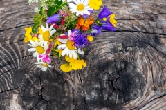 Wildblumen