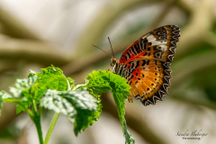 Cethosia cyane