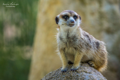 Erdmännchen
