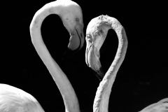 Fell in Love with a Flamingo