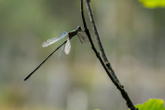 Libelle