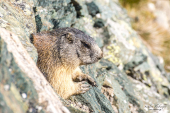 Murmel am Großglockner