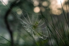 Spiders web