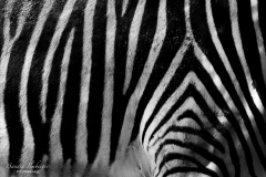 Black `n White