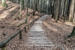 Elbenwald
