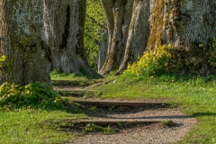 Im Reich der Naturgeister